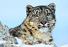 The snow leopard is one of the world's most endangered wild cats. / ©: WWF / KLEIN & HUBERT / ©: WWF / KLEIN & HUBERT