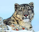 Snow leopard (<I>Uncia uncia</I>), one of the many species that comes into conflict with humans.