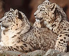 The Krasnoyarsk region is home to Arctic fox, brown bears, musk deer, and snow leopards.
