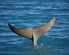A preliminary study on Australia’s mysterious snubfin dolphin has given researchers new insight into the mammal’s habits and behaviour.
