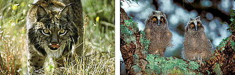   / &copy;: WWF-Spain / Jesús COBO