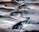 Japan is the world’s largest importer of salmon, and imports around half its frozen sockeye supplies directly from Russia. 