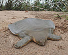 Instead of an exterior shell commonly associated with turtles, the Cantor’s giant soft-shell turtle has a rubbery skin with ribs fused together to form a protective layer over its internal organs.