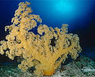Yellow soft coral (<I>Dendronephtya</I> sp.), Great Barrier Reef, Australia.