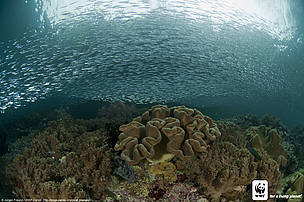 Coral, Raja Ampat, Papua, Indonesia
