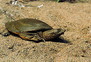 Chinese Soft-shell turtle born in sends of Khanka Lake / ©: WWF Russia / Vasilii Solkin / ©: WWF Russia / Vasilii Solkin