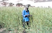 Wild sorghum in the Aïr and Ténéré National Nature Reserve, Niger