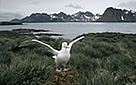  Wandering albatross. / &copy;: WWF-Canon / Fritz POLKING