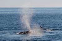 Whale blowing