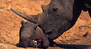 White rhinoceros. Newborn calf with characteristic pink skin. / ©: WWF-Canon / Martin HARVEY White rhinoceros. Newborn calf with characteristic pink skin. / ©: WWF-Canon / Martin HARVEY
