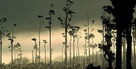 Temperate rainforest in Kahikatea forest, South Island, New Zealand. / ©: WWF-Canon / Edward PARKER Temperate rainforest in Kahikatea forest, South Island, New Zealand. rel=
