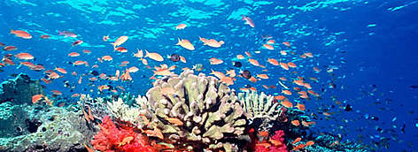 Fiji is famous throughout the world for spectacularly rich and vibrant soft coral reefs. Fed by ... / ©: WWF-Canon / Cat HOLLOWAY Fiji is famous throughout the world for spectacularly rich and vibrant soft coral reefs. Fed by ... rel=