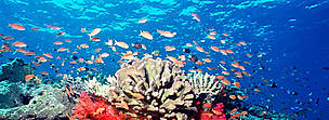 Coral reef, Fiji. / ©: WWF-Canon / Cat HOLLOWAY Fiji is famous throughout the world for spectacularly rich and vibrant soft coral reefs. Fed by ... / ©: WWF-Canon / Cat HOLLOWAY