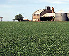 Soya or soy beans <i>(Glycine soja)</i> plantation, Paraná, Brazil 
