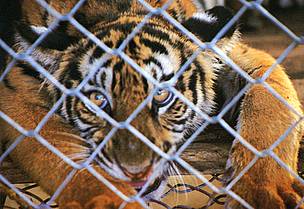 Tiger is listed as as Critically Endangered in Vietnam's Red Book.