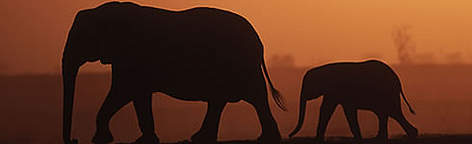 African elephant (Loxodonta africana). Mother and calf, silhouettes against sunset. Africa. / ©: WWF-Canon / Martin HARVEY African elephant (<i>Loxodonta africana</i>). Mother and calf, silhouettes against ... rel=