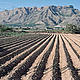 Spain receives some €6.6 billion in agricultural subsidies that are distributed directly to olive, rice or cotton farmers. Traditional irrigation by flooding the fields in Orihuela, Murcia, Spain.