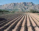 Spain receives some €6.6 billion in agricultural subsidies that are distributed directly to olive, rice or cotton farmers. Traditional irrigation by flooding the fields in Orihuela, Murcia, Spain.