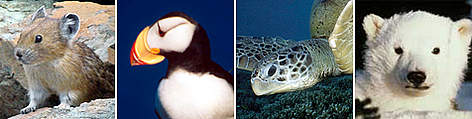 American pikas, tufted puffins, green sea turtles, and polar bears are all threatened by climate ... / ©: (Left to right) 1. Mahalie Stackpole / Flickr.com; 2. Fritz PÖLKING / WWF; 3. Jürgen FREUND / WWF-Canon; 4. WWF-Canon / Dan GURAVICH Species threatened by climate change. rel=