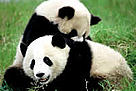  / &copy;: WWF-Canon / Michel Gunther