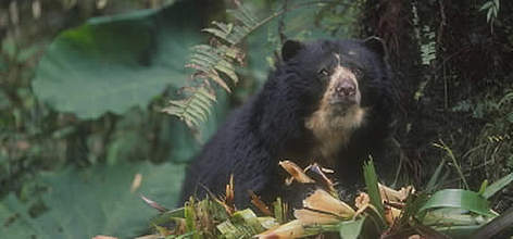 Spectacled bear (Tremarctos ornatus) - Its cloud forest habitat is fast disappearing. / ©: WWF-Canon / Edward PARKER Spectacled bear. Its cloud forest habitat is fast disappearing. rel=