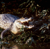  / &copy;: WWF-Canon / Bruno PAMBOUR
