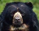 Spectacled bear (<I>Tremarctos ornatus</I>), an inhabitant of Colombia's cloud forests.
