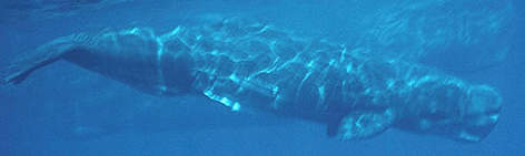Sperm whales (<i>Physeter catodon</i>) are the deepest diving mammals, hunting for ... rel=