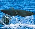 Eleven great whale species are known to occur in the South Pacific region, including the sperm whale.
