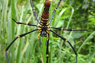 An arachnid 