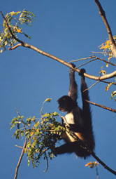 Black-handed spider monkey (Ateles geoffroyi), hanging from a tree. Tuxtla Gutiérrez, Chiapas, ... / ©: WWF-Canon / Anthony B. RATH / ©: WWF-Canon / Anthony B. RATH