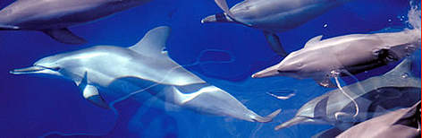 Spinner dolphins (<i>Stenella longirostris</i>). rel=