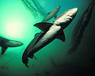 Spiny dogfish.