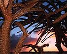 Spiny forest, southern Madagascar.<BR>
