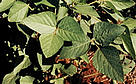 Soya or Soy beans (Glycine soja) plantation / &copy;: WWF-Canon / Michel Gunther