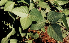 Soya or Soy beans (Glycine soja) plantation / &copy;: WWF-Canon / Michel Gunther