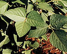 Soya or Soy beans (Glycine soja) plantation