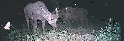 The elusive wild water buffalo. / ©: WWF-Canon The elusive wild water buffalo. rel=