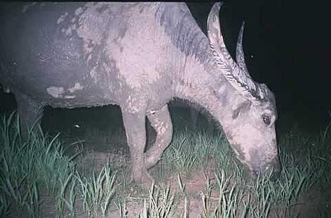 Captured by a camera trap - one of the last wild water buffalos in Cambodia / ©: WWF Cambodia Srepok Wildnerness Team Captured by a camera trap - one of the last wild water buffalos in Cambodia rel=