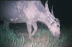 Captured by a camera trap - one of the last wild water buffalos in Cambodia / ©: WWF Cambodia Srepok Wildnerness Team Captured by a camera trap - one of the last wild water buffalos in Cambodia / ©: WWF Cambodia Srepok Wildnerness Team
