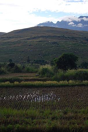 SRI rice field.