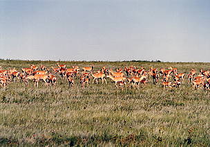 Daurian Steppe is crossed by Mongolian gazelle migration paths / ©: WWF Russia / Vadim Kiriliuk / ©: WWF Russia / Vadim Kiriliuk