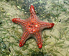 Starfish, Bazaruto Island, Mozambique.<BR>