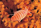 Amphipod (Stenopleustes latipes) resting on a deep-water coral (Paramuricea placomus), Trondheim ... / ©: WWF-Canon / Erling SVENSEN / ©: WWF-Canon / Erling SVENSEN