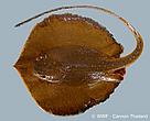 The Himantura Kittipongi freshwater stingray, found in the Mekong Basin of western Thailand