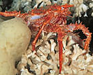Fragile cold-water coral reefs are havens for biodiversity.