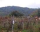 vineyard next to a hill with forest