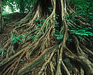 Strangler fig (<I>Ficus zarzalensis</I>), Congo Basin.