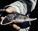 It is estimated that world sturgeon populations have declined by as much as 70 per cent in the past few decades.