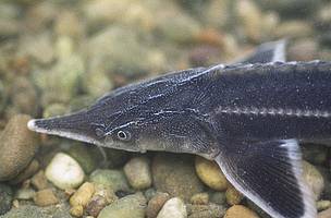 Sturgeons have been of economic importance for their meat and eggs (caviar). 5 of the 6 sturgeon ... / ©: WWF Austria / ©: WWF Austria